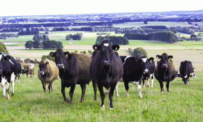 Australian dairy at a critical juncture