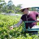 INTERNATIONAL BORDER OPENING RIPE WITH OPPORTUNITIES FOR NSW AG WORKFORCE