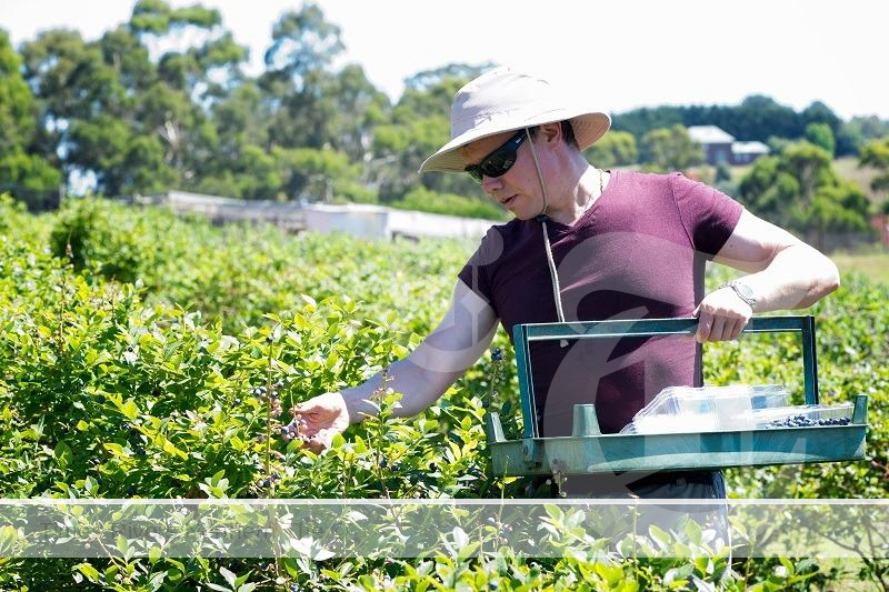 INTERNATIONAL BORDER OPENING RIPE WITH OPPORTUNITIES FOR NSW AG WORKFORCE