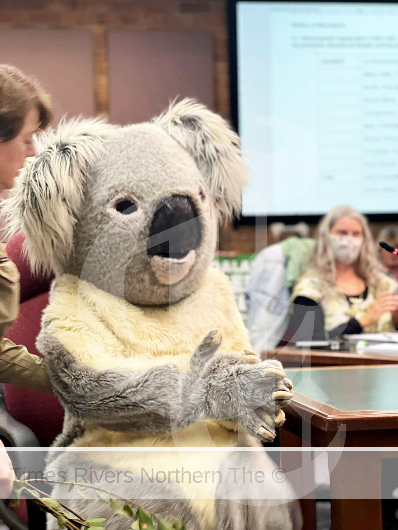 The DA decision for Koalas stands!