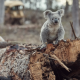 FARM FORESTRY BILL SUPPORTS TIMBER INDUSTRY AND KOALAS
