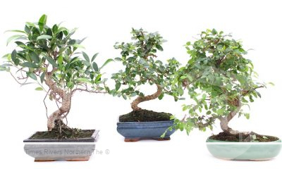 Bonsai tree care