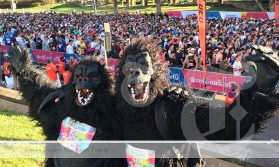 2 fake gorillas standing in front of a crowd at city to surf.