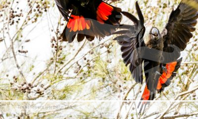 2 Black Cockatoos in a tree about to fly.