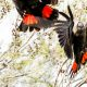 2 Black Cockatoos in a tree about to fly.