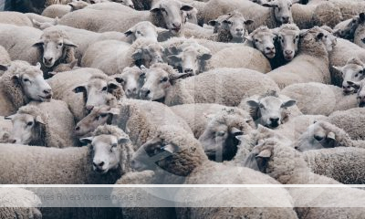 A group of sheep in a sale yard.