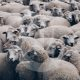 A group of sheep in a sale yard.