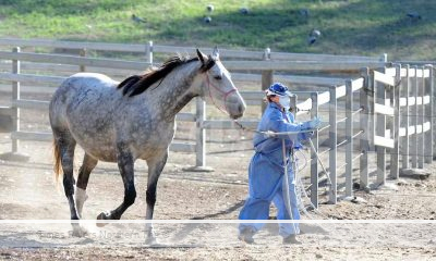 Horse being led with Hendra Virus in Newcastle.