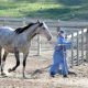 Horse being led with Hendra Virus in Newcastle.