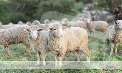 A flock of sheep ready for sheepmeat