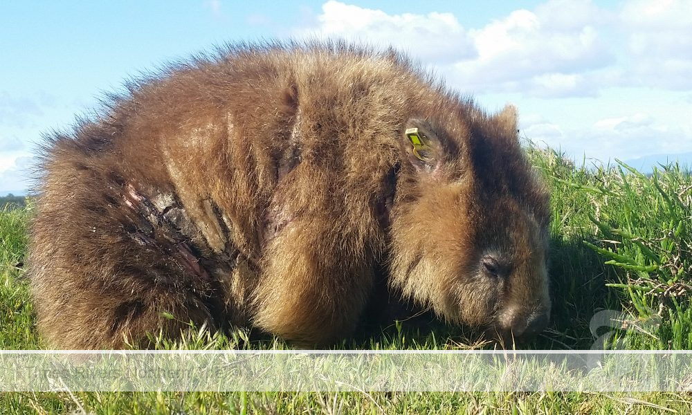 Funding For Wombat Mite Fight Research Northern Rivers Hub Your