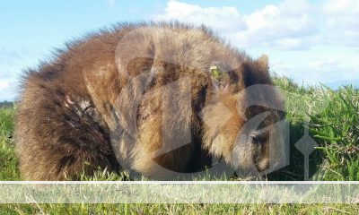 A wombat in the grass