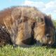 A wombat in the grass