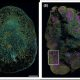Immunofluorescence images showing a chronically helminth infected lymph node A or resistant lymph node B