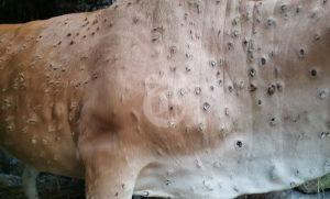 A cow with Lumpy Skin Disease from Indonesia.
