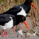 Pied Oystercatcher with chicks shorebirds - Pic by Reid Waters