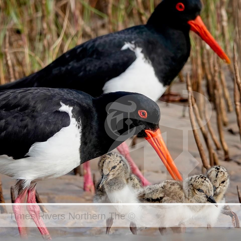 Pied Oystercatcher with chicks shorebirds - Pic by Reid Waters