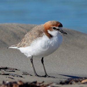 Red capped plover chick shore bird