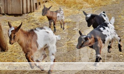 A group of Goats running