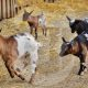 A group of Goats running