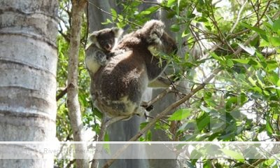 Koala in a tree on the move.