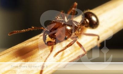 Close up of a fire ant in Tweed