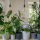 Indoor plants.