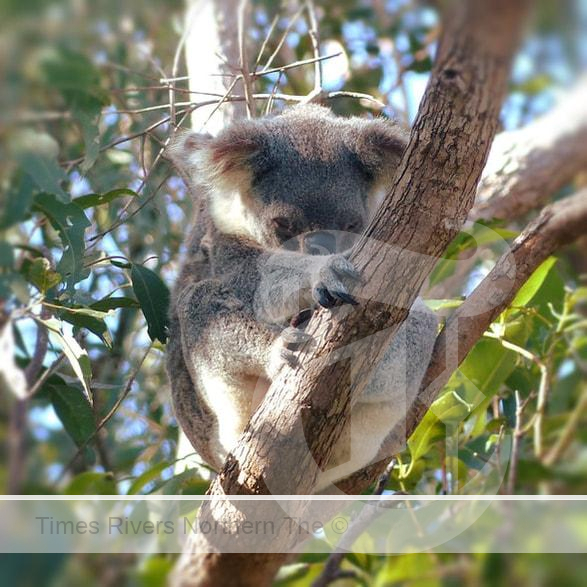 Tweed Shire Council have refused a DA for a caravan park which would see more than 80 koala trees removed and also impact coastal wetlands.