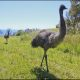 (Dromaius novaehollandiae) population on the NSW north coast is endangered Credit: Daniel McKeon/Clarence Valley Council