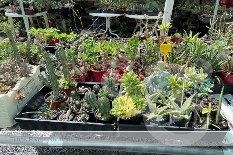 Three individuals have been penalised after an attempt to import succulents was intercepted