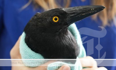 Magpies and Currawongs are dying in Ballina from an unknown cause