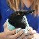 Magpies and Currawongs are dying in Ballina from an unknown cause