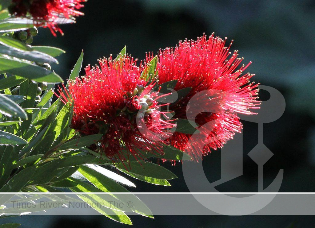 Bottlebrush (Callistemon) - A guide to Indigenous Australian Plants and how to cultivate them.