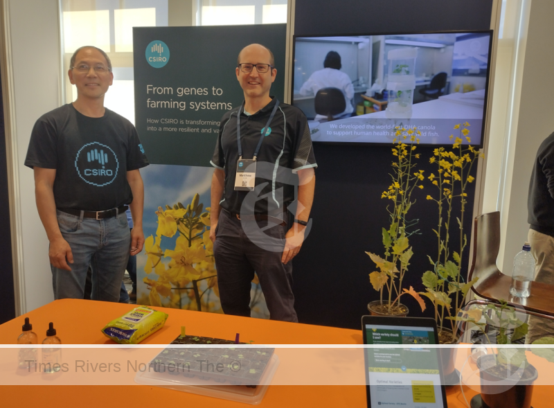 CSIRO scientists Dr Xue-Rong Zhou and Dr Matt Nelson are at the forefront of canola innovation