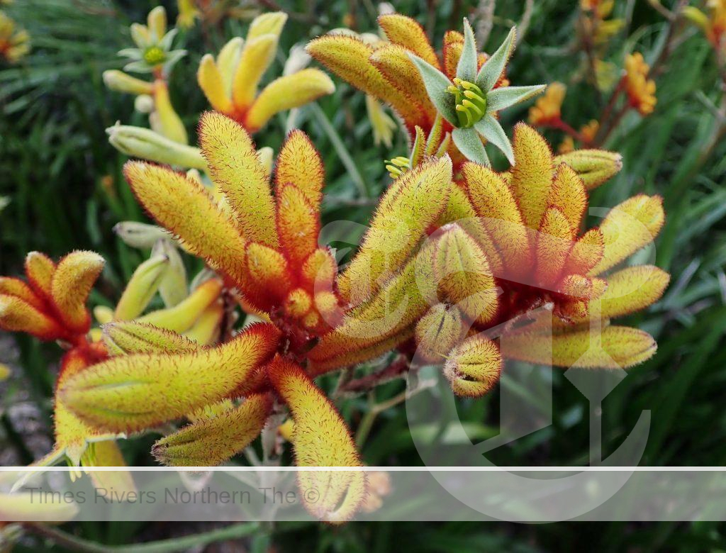 Kangaroo Paw (Anigozanthos) - A guide to Indigenous Australian Plants and how to cultivate them.