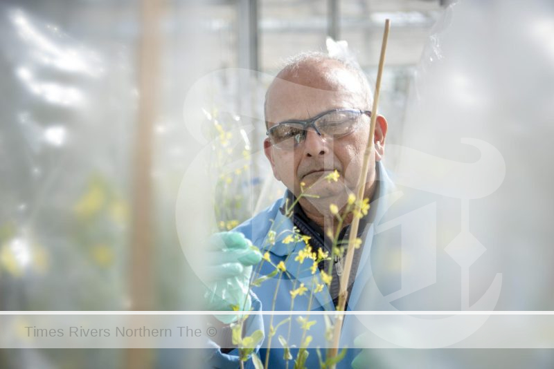 Senior CSIRO scientist Dr Surinder Singh who has engaged in extensive research in canola.
