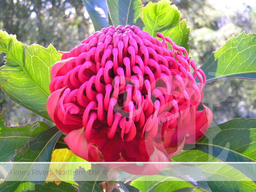 Waratah (Telopea) - A guide to Indigenous Australian Plants and how to cultivate them.