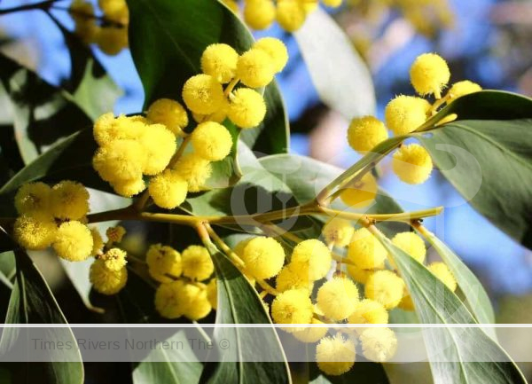 Wattle (Acacia) - A guide to Indigenous Australian Plants and how to cultivate them.