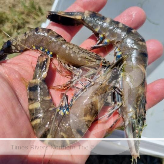 White Spot on a prawn.