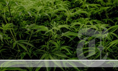 A big cannabis plant seized by police.