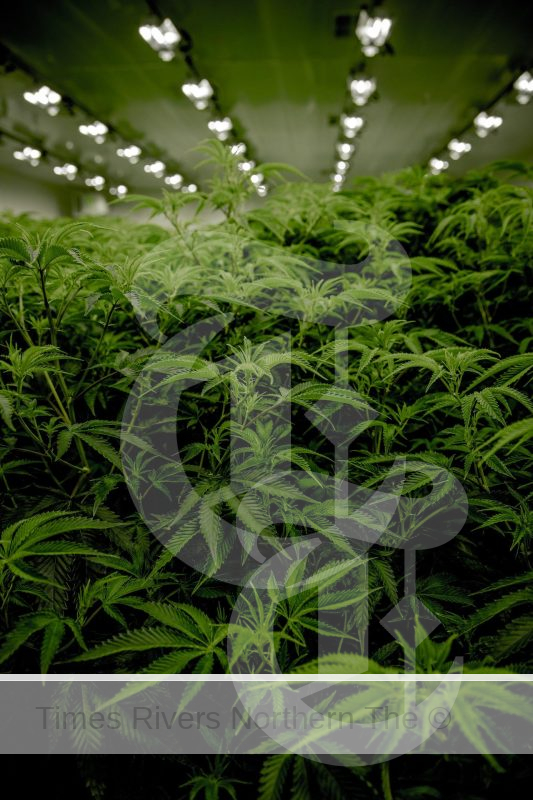 A big cannabis plant seized by police.