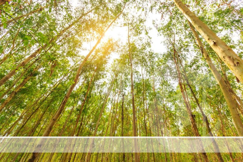 The Australian Government is seeking expressions of interest to establish two research centres under Australian Forest and Wood Innovations (AFWI) to deliver innovative forestry research and development.