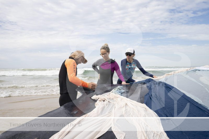 People helping a dead whale stranded on the beached.