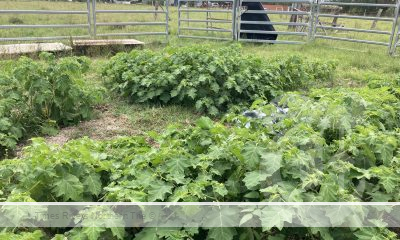 The invasive weed Tropical Soda Apple, pictured, can easily take over grazing land if left uncontrolled