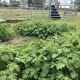 The invasive weed Tropical Soda Apple, pictured, can easily take over grazing land if left uncontrolled