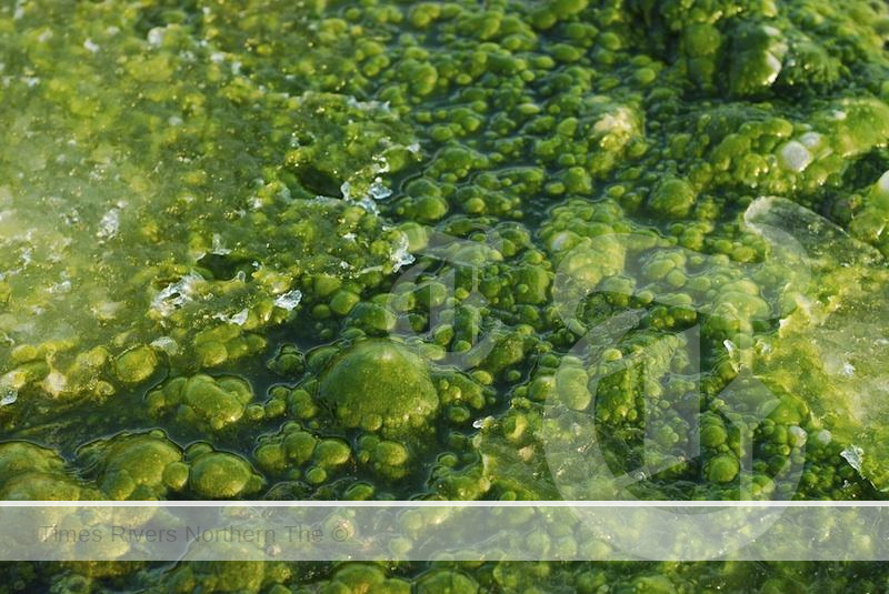 The Department of Agriculture, Fisheries and Forestry has approved the addition of algae production to the National Standard for Organic and Bio-Dynamic Produce.