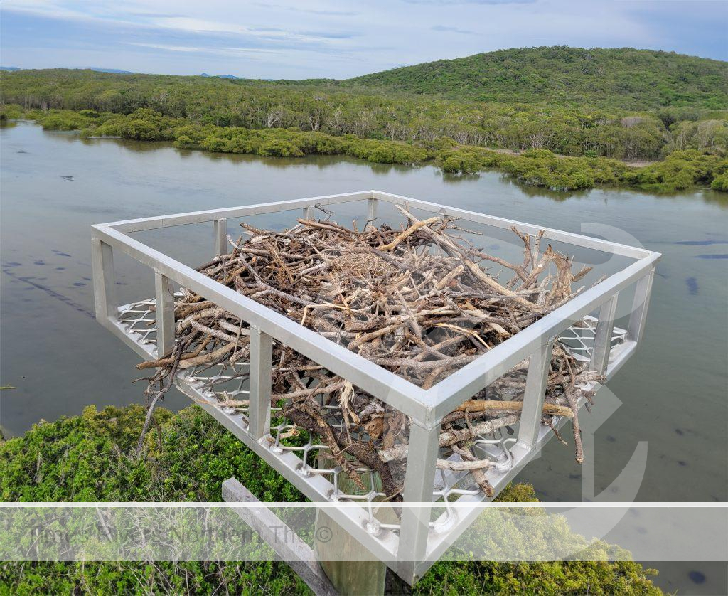 In March this year, Council installed this artificial osprey nesting platform at Hastings Point Holiday Park. The nest was relocated from its precarious location on a light pole on the Hastings Point Tweed Coast Road Bridge.
