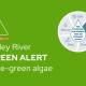 Blue-green algae alert tile