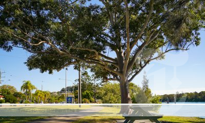 Cool Towns - Tweed Shire Urban Forest Program - Hands up if your street could do with some more shade