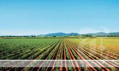 CANEGROWERS, the peak representative body for Australia’s sugarcane farmers, has joined the National Farmers’ Federation in urging the Federal Government to step away from free trade negotiations with the European Union rather than sign a bad deal for Australian farmers.